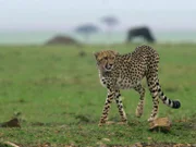 Gepard