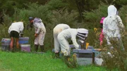 SRF DOK: Die Bienenflüsterer - Neuseeland Imker bei Bienenstöcken auf Nordinsel/Neuseeland
