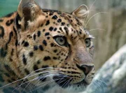Die Leopardin