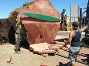 The world's biggest chainsaw at work sawing a redwood log.