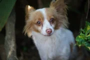 Pixie hangs out at Second Chance Animal Rescue with a curious look on her face.
