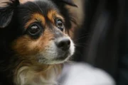 Rescue dog McGee looks on after being rescued from Puerto Rico.