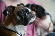 Duncan looks majestically off-camera during a photoshoot with Amanda and all her dogs.