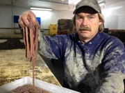 Maine, USA: Jim sorts worms. (Photo Credit: National Geographic Channels/ Paul Morin)
