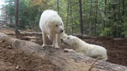 Eine mittlere Aufnahme der Hunde der beiden Familien.