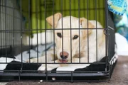 Goldilocks looks at the camera as she rests in her kennel.