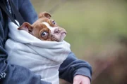 Close-up of Splat hanging out in a baby vest as Beast goes fishing on Splat's bucket list day.