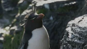 Felsenpinguine müssen klettern, um zu ihren Nestern zu gelangen.