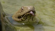 Die Würfelnatter lebt in Flüssen und frisst am liebsten Fische.