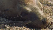 Galapagos-Lavaechsen suchen Seebären nach Parasiten ab.