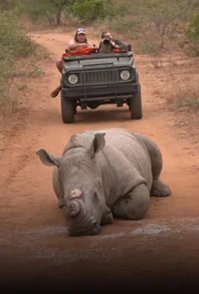 an injured rhinoceros