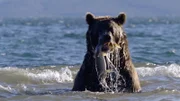 Der junge Braunbär auf Kamtschatka lernt den Fischfang.
