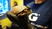 Schildkröten.