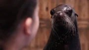 Sea Lion
