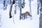Eurasischer Luchs im verschneiten Wald +++ Die Verwendung des sendungsbezogenen Materials ist nur mit dem Hinweis und Verlinkung auf RTL+ gestattet. +++