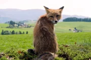 Fuchs du hast ... den Hahn vom Grieshaberhf gestohlen. Keine kluge Wahl. Der Bauer bläst zur Jagd. Doch der kleine Beutegreifer hat eine Verbündete: Nelly!