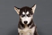 Husky-Welpe