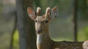 Chital