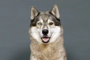 Husky