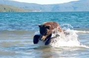 Ein Braunbär im Kurilsee, Kamtschatka auf der Jagd nach Sockeye-Lachsen.