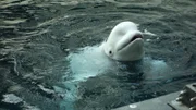 Beluga Whale