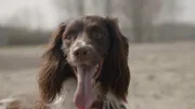 Spürhund Buster