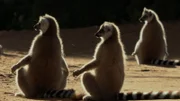 Ihre langen Ringelschwänze dienen den Kattas zur Kommunikation.