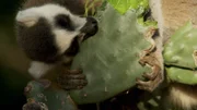 In der Trockenzeit decken Kattas ihren Wasserbedarf auch mit saftigen Pflanzen.