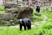 ARD/rbb PANDA, GORILLA & CO. (14), "Sauber machen", am Donnerstag (24.04.14) um 11:30 Uhr im ERSTEN. Bei den Brillenbären im Tierpark hat die wunderbare Nähe zu den Tieren so ihren Preis: Dreimal am Tag müssen die riesigen Glasscheiben von außen und innen geputzt werden! Das bedeutet für die Pfleger besonders nach besucherstarken Wochenenden mindestens eine Stunde Fensterputzen am Tag.