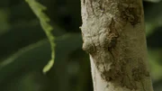 Blattschwanz-Geckos beherrschen die Tarnung so perfekt, dass sie kaum zu erkennen sind.