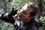 Bear Grylls eating a weta in New Zealand.