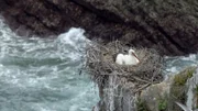 An der Algarve bauen Weißstörche ihre Nester auf Felsen im Meer.