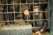 Chimpanzee biting the bars at the zoo.