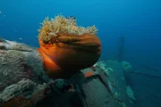 Relikte des Zweiten Weltkriegs wie Flugzeugwracks nutzen Anemonen als Heimstatt.
