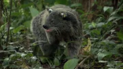 Der Marderbär sucht in den Baumkronen nach Futter – am liebsten mag er Vogeleier.