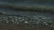 Es wirkt wie eine Flutwelle aus Fischen, wenn Grunionfische an Land kommen, um ihre Eier vor maritimen Fressfeinden zu schützen.
