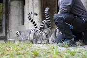 Die Kattas genießen ihr Frühstück im Zoo Hellbrunn.