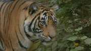 Bengalischer Tiger
