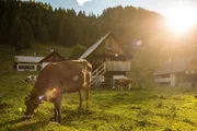 Eine Kuh und Hütten.