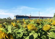 Ungarn ist in der EU viertgrößter Produzent von Sonnenblumenkern-Produzent.