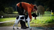 Spürhunde im Einsatz gegen den invasiven Japankäfer.