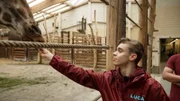 Luca füttert Giraffe im Innengehege der Giraffen im Zoo Leipzig.