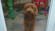 Wuffel, der Wunderhund.