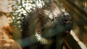 Doreet, das liebestolle Stachelschwein.