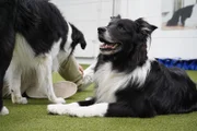 Lukas' Border Collies Turner und Joke