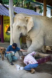 Katherine works on an elephant.