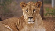 Lioness