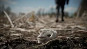 Das Stoppelfeld, der spätere Tatort, ist nur 500 Meter von Elkes Zuhause entfernt. Auf der Flucht vor dem Täter verliert die 24-Jährige wahrscheinlich einen Schuh.