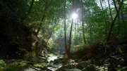 Landschaftsaufnahme - Koreanischer Wald