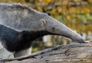 rbb Fernsehen PANDA, GORILLA & CO., TEIL 136, "Geschichten aus dem Zoo Berlin und dem Tierpark Berlin".